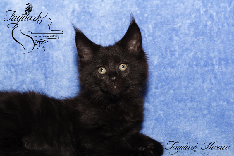 Faydark Horace - Kitten maine-coon 2 months
