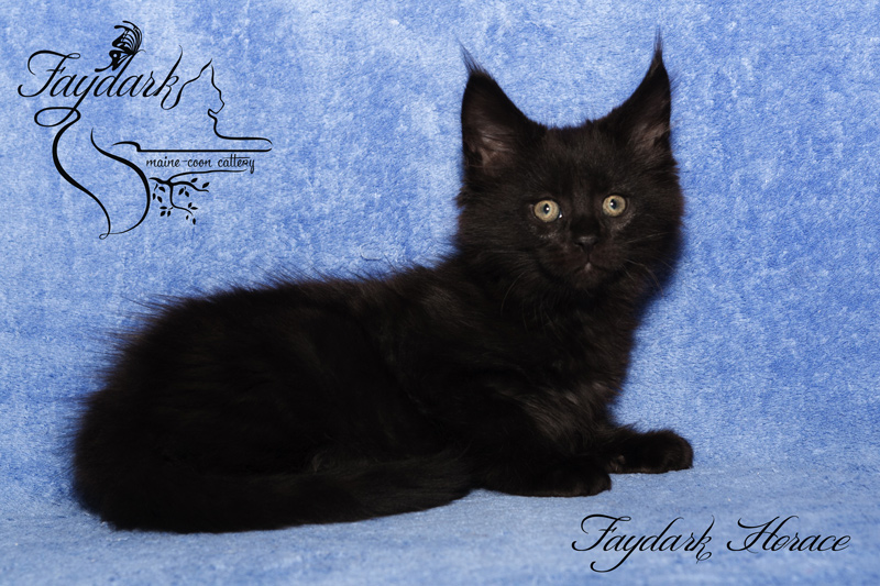 Faydark Horace - Kitten maine-coon 2 months