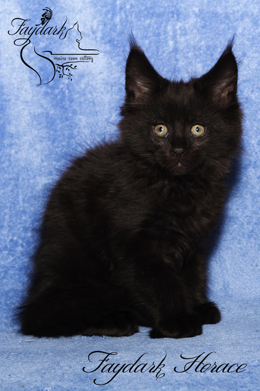 Faydark Horace - Kitten maine-coon 2 months