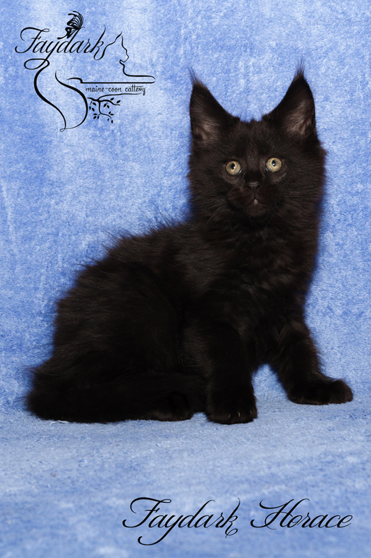 Faydark Horace - Kitten maine-coon 2 months
