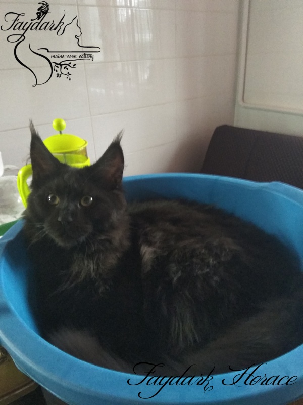 Faydark Horace - Kitten maine-coon 5 months 1 week