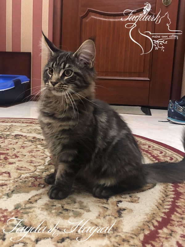 Faydark Hayrat - Kitten maine-coon 4 months 2 weeks