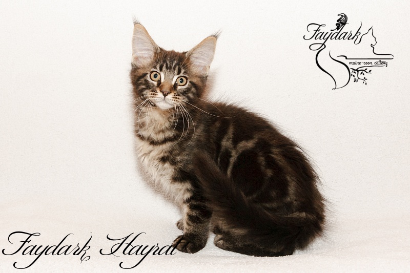 Faydark Hayrat - Kitten maine-coon 2 months 3 weeks