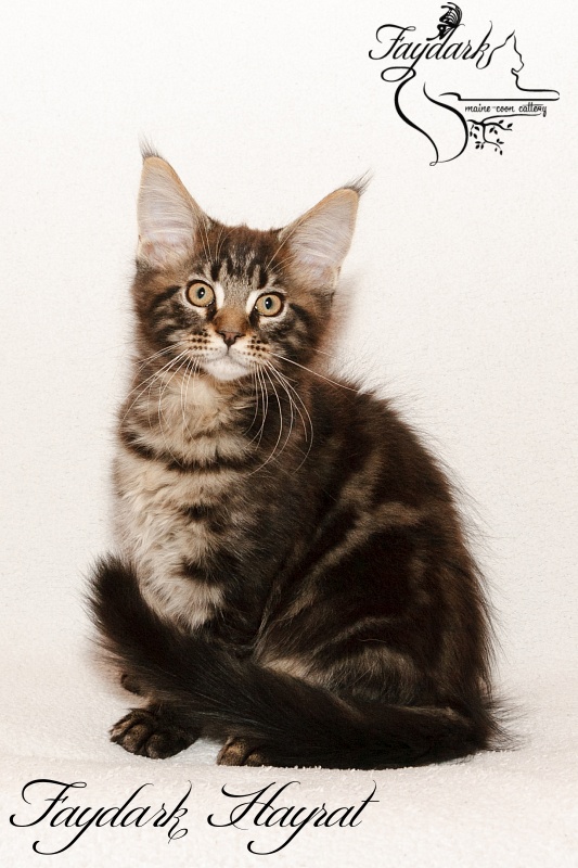 Faydark Hayrat - Kitten maine-coon 2 months 3 weeks