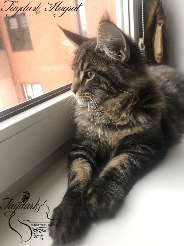 Faydark Hayrat - Kitten maine-coon 4 months 2 weeks