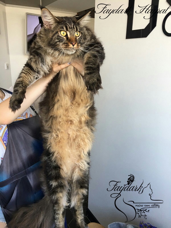 Faydark Hayrat - Adult maine-coon 1 year 2 months 2 weeks