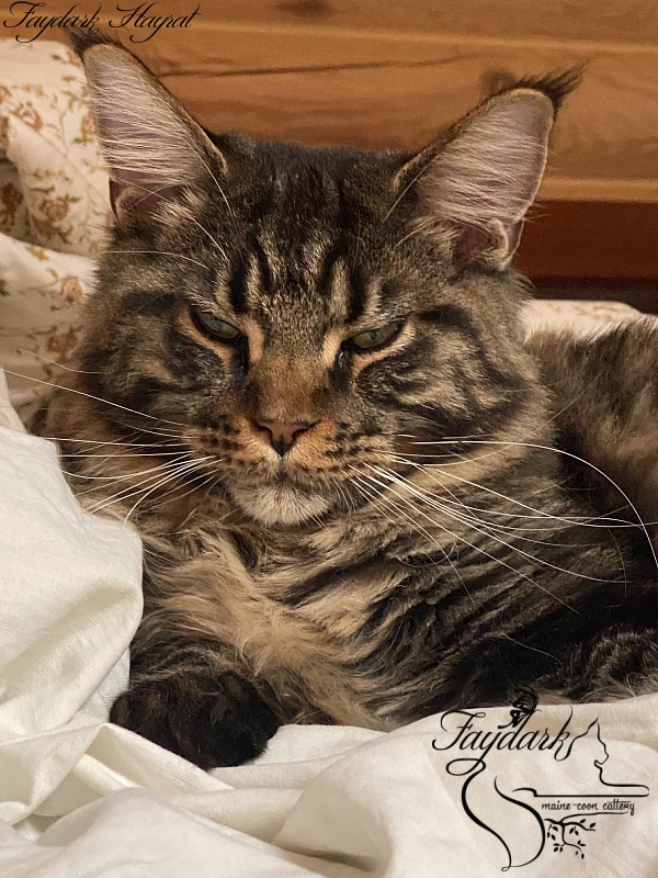 Faydark Hayrat - Adult maine-coon 1 year 2 months 2 weeks