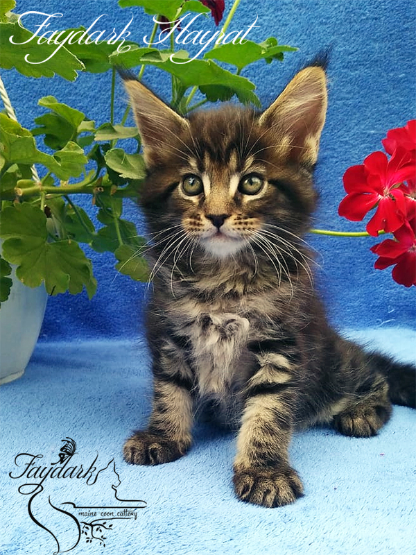 Faydark Hayrat - Kitten maine-coon 1 month 3 weeks