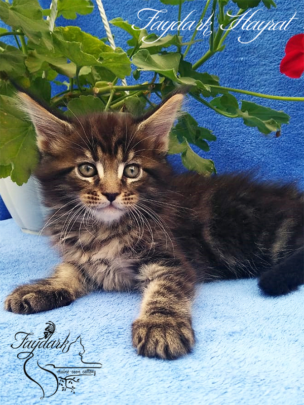 Faydark Hayrat - Kitten maine-coon 1 month 3 weeks