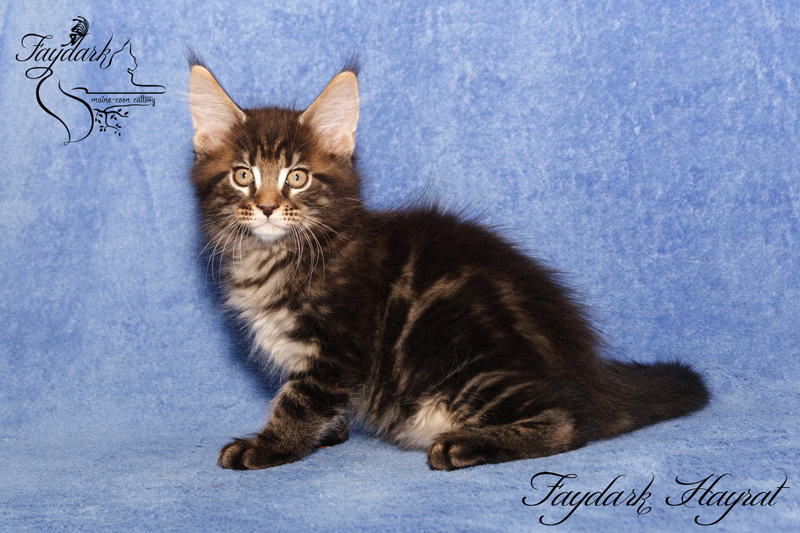 Faydark Hayrat - Kitten maine-coon 2 months