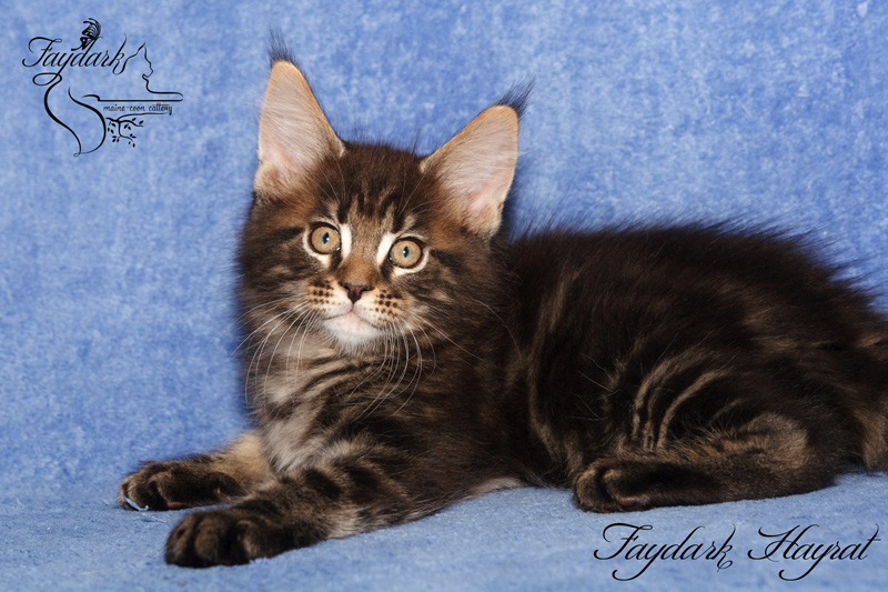 Faydark Hayrat - Kitten maine-coon 2 months