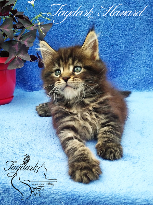 Faydark Havard - Kitten maine-coon 1 month 3 weeks