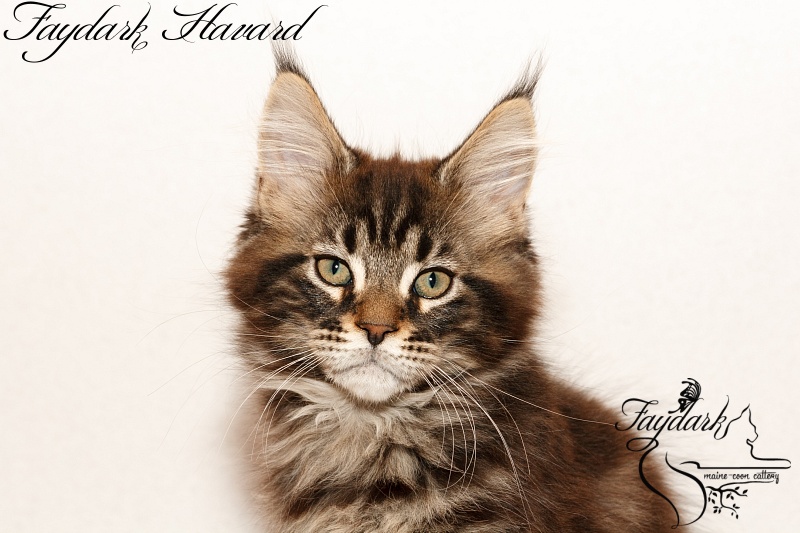 Faydark Havard - Kitten maine-coon 2 months 3 weeks