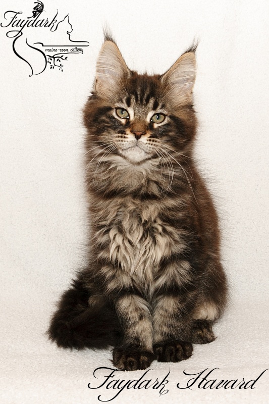 Faydark Havard - Kitten maine-coon 2 months 3 weeks