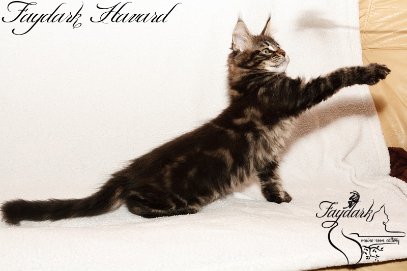 Faydark Havard - Kitten maine-coon 2 months 3 weeks