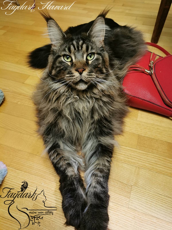 Faydark Havard - Adult maine-coon 2 years 3 months 1 week