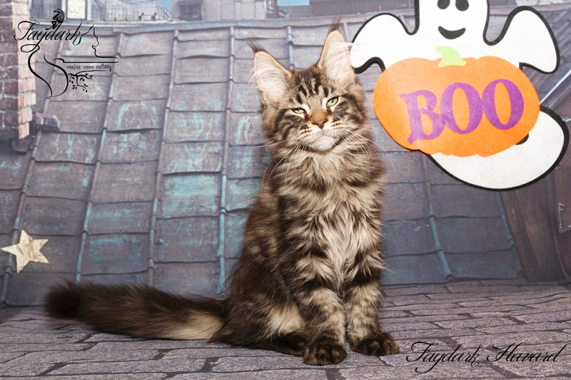 Faydark Havard - Kitten maine-coon 2 months 4 weeks