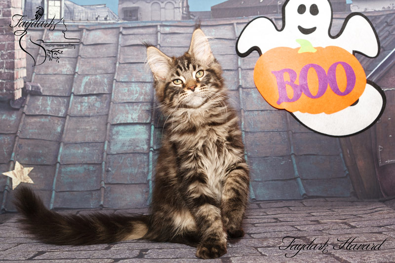 Faydark Havard - Kitten maine-coon 2 months 4 weeks
