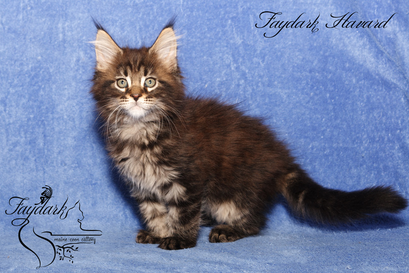 Faydark Havard - Kitten maine-coon 2 months