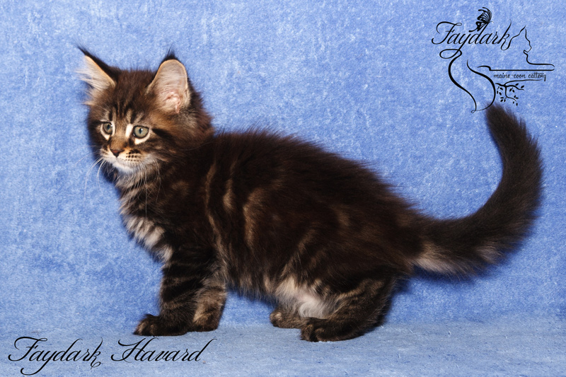 Faydark Havard - Kitten maine-coon 2 months