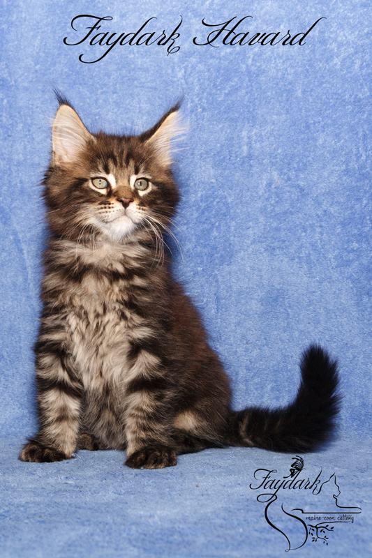 Faydark Havard - Kitten maine-coon 2 months