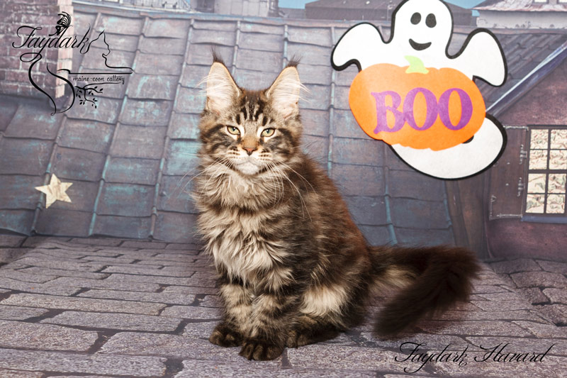 Faydark Havard - Kitten maine-coon 2 months 4 weeks