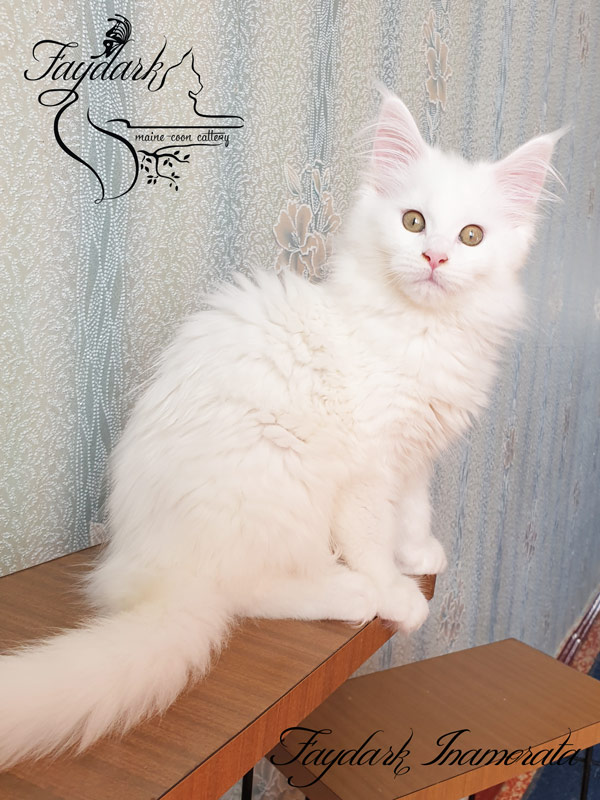 Faydark Inamorata - Kitten maine-coon 2.5 months