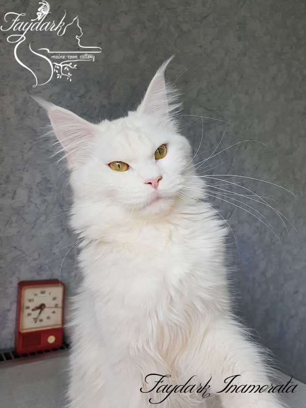 Faydark Inamorata - Adult maine-coon 10 months 2.5 weeks