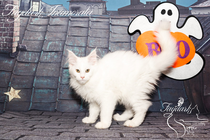 Faydark Inamorata - Kitten maine-coon 3 months