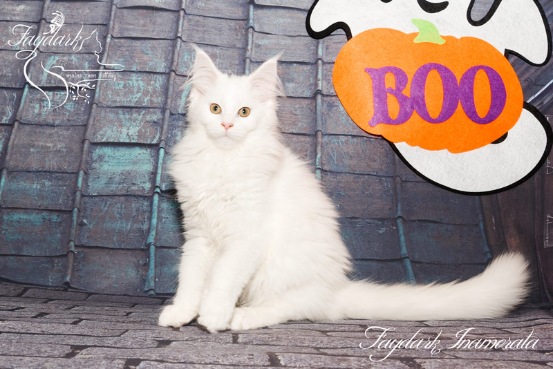 Faydark Inamorata - Kitten maine-coon 3 months