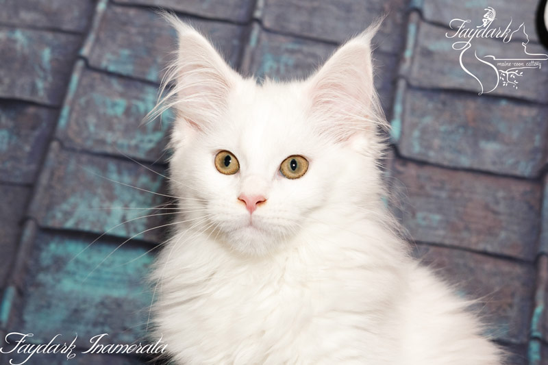 Faydark Inamorata - Kitten maine-coon 3 months