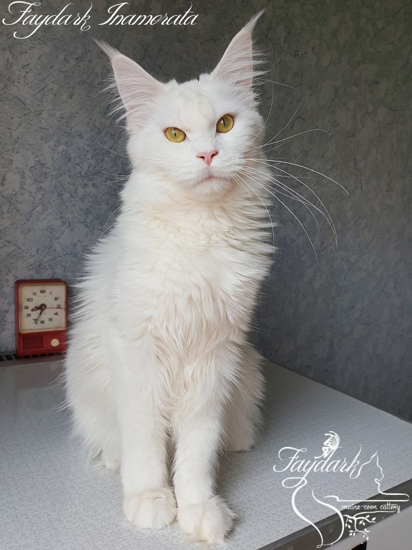 Faydark Inamorata - Adult maine-coon 10 months 2.5 weeks