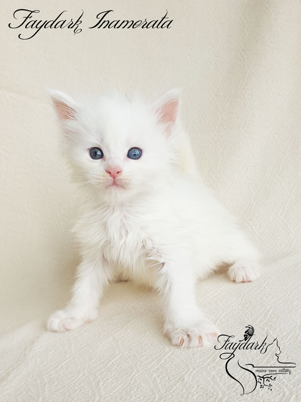 Faydark Inamorata - Kitten maine-coon 1 month