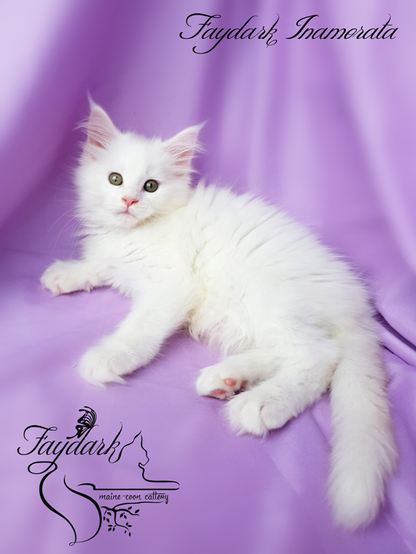 Faydark Inamorata - Kitten maine-coon 2 months
