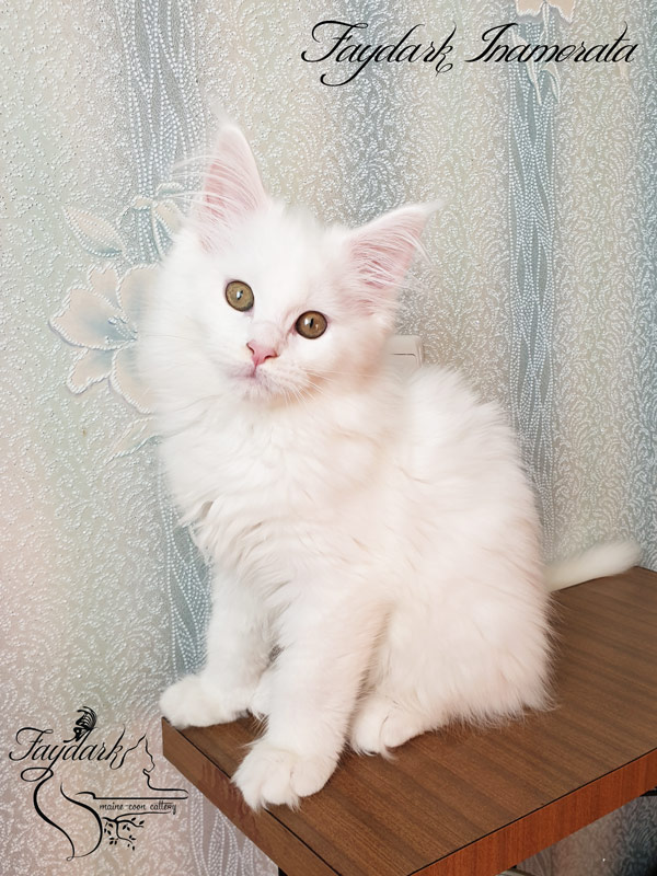 Faydark Inamorata - Kitten maine-coon 2.5 months