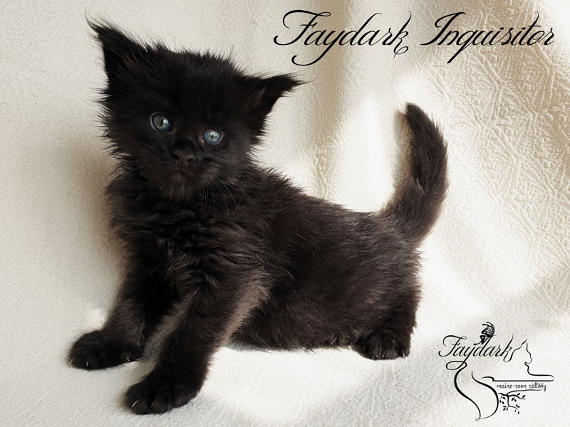 Faydark Inquisitor - Kitten maine-coon 1 month