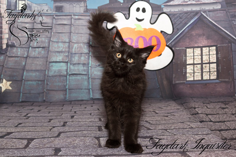 Faydark Inquisitor - Kitten maine-coon 3 months