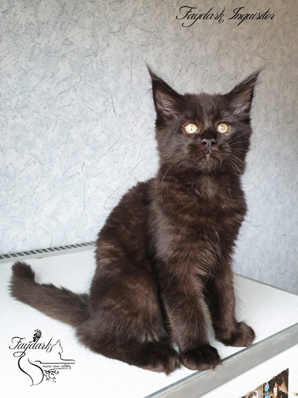Faydark Inquisitor - Kitten maine-coon 2.5 months