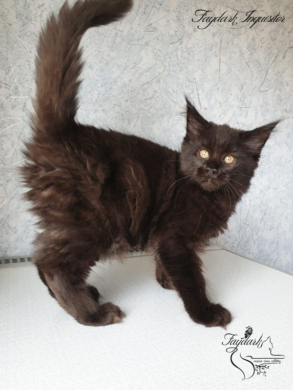 Faydark Inquisitor - Kitten maine-coon 2.5 months