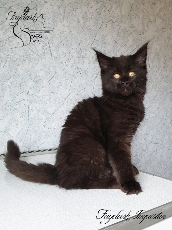 Faydark Inquisitor - Kitten maine-coon 2.5 months