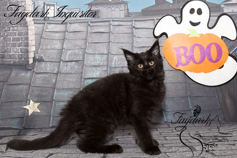 Faydark Inquisitor - Kitten maine-coon 3 months
