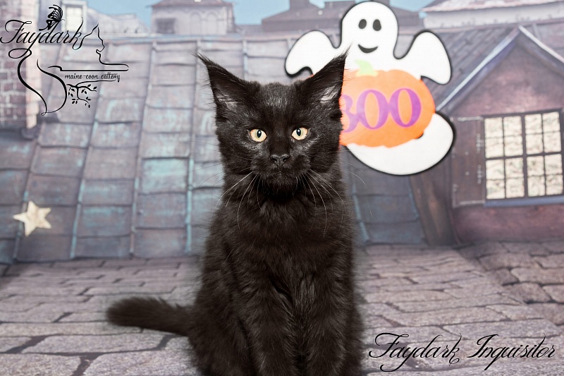Faydark Inquisitor - Kitten maine-coon 3 months