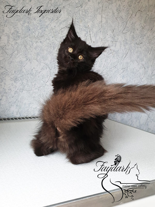 Faydark Inquisitor - Kitten maine-coon 2.5 months