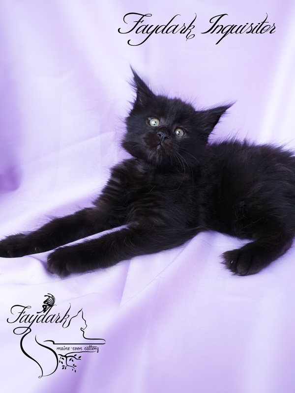 Faydark Inquisitor - Kitten maine-coon 2 months