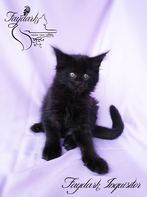 Faydark Inquisitor - Kitten maine-coon 2 months