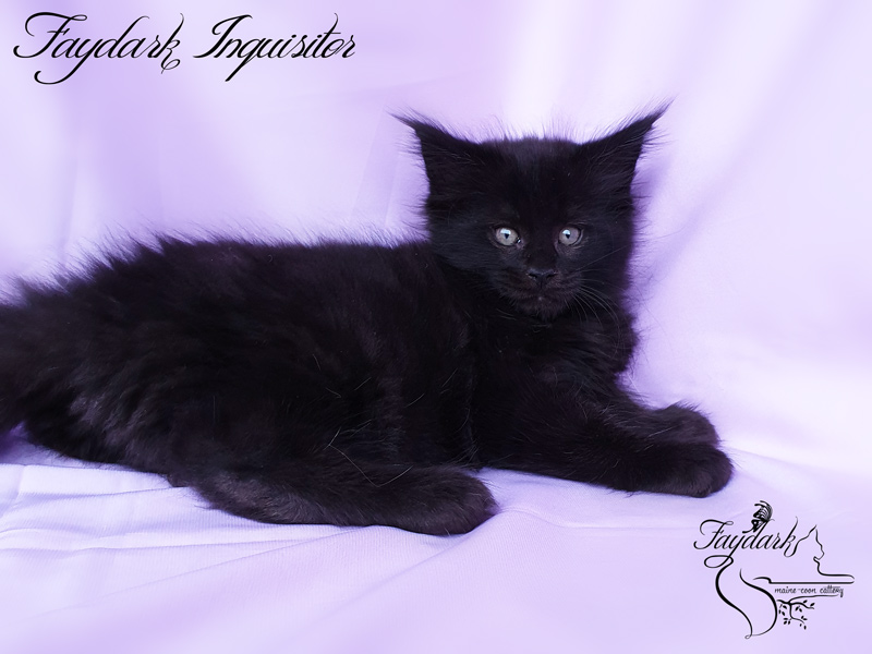 Faydark Inquisitor - Kitten maine-coon 2 months