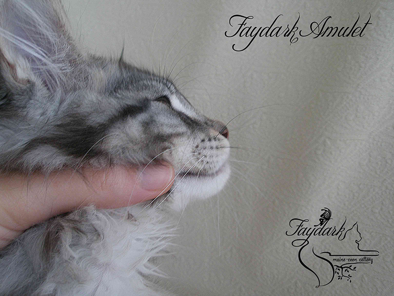 Faydark Amulet - Kitten maine-coon 2 months 3 weeks