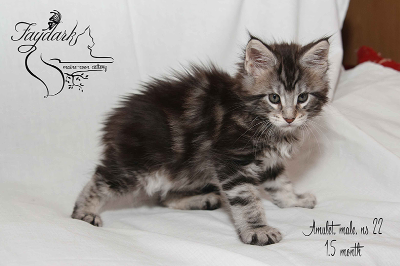 Faydark Amulet - Kitten maine-coon 1 month 2 weeks