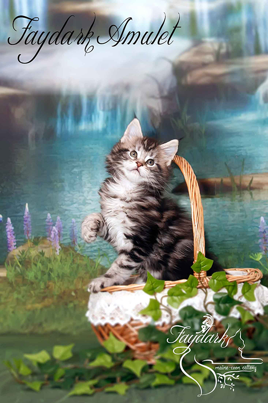Faydark Amulet - Kitten maine-coon 1 month 3 weeks