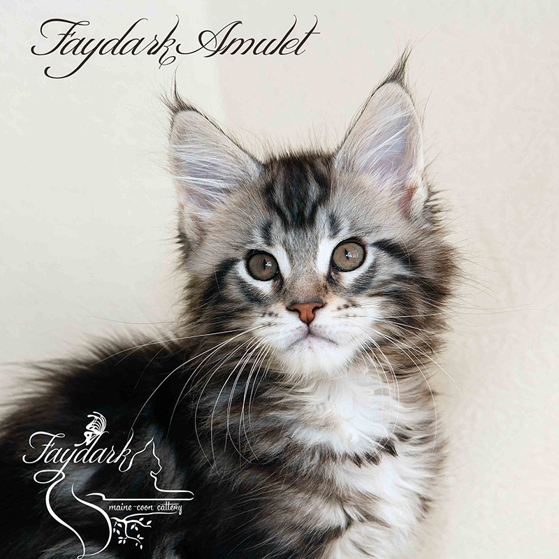 Faydark Amulet - Kitten maine-coon 2 months 1 week
